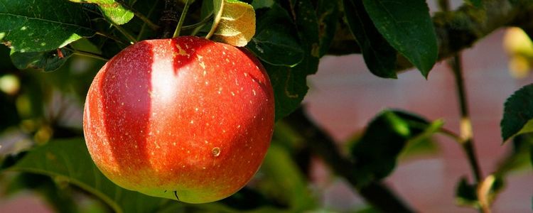 hoeveel calorieën zitten er in een appel